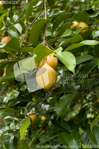 Image of raw Nutmeg hanging on nutmeg tree, North Sulawesi