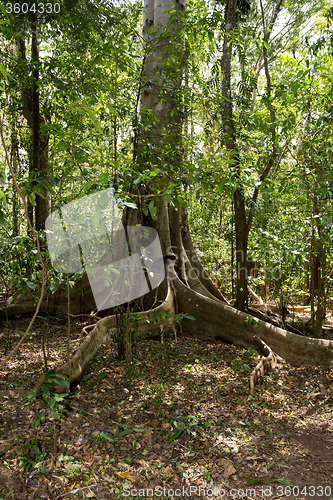 Image of massive tree is buttressed by roots Tangkoko Park