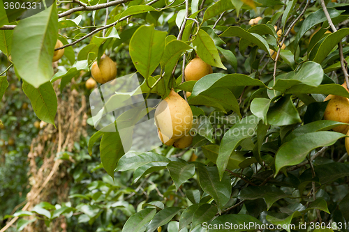 Image of raw Nutmeg hanging on nutmeg tree, North Sulawesi