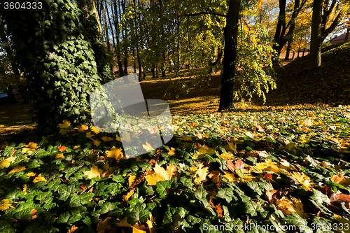 Image of autumn colors in park