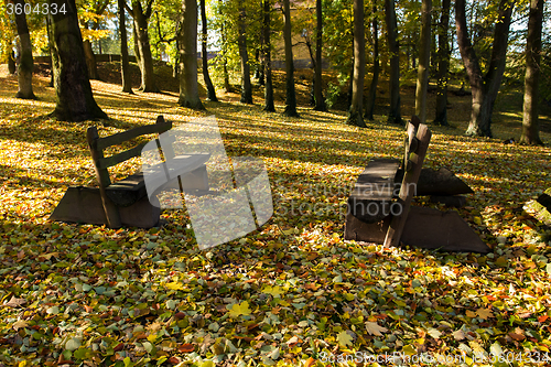 Image of wooden bench in the park