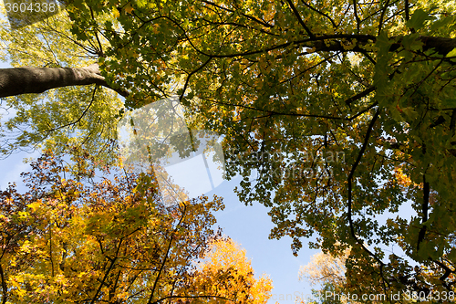 Image of autumn tree top on blue sky