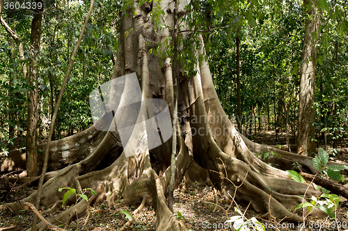 Image of massive tree is buttressed by roots Tangkoko Park