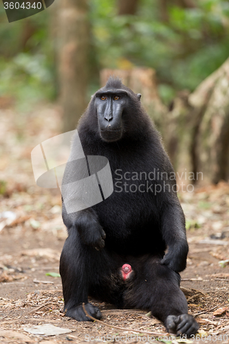 Image of portrait of Celebes crested macaque, Sulawesi, Indonesia