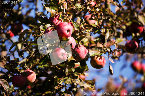 Image of red Apple on the tree branch