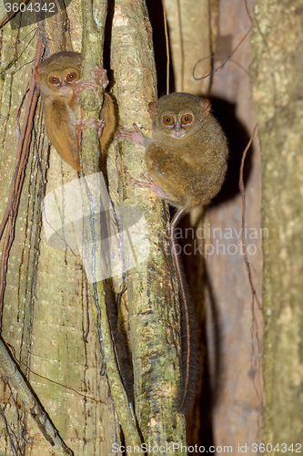 Image of Tarsius spectrum,Tangkoko National Park, Sulawesi