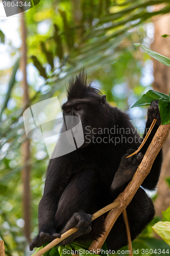 Image of portrait of Celebes crested macaque, Sulawesi, Indonesia