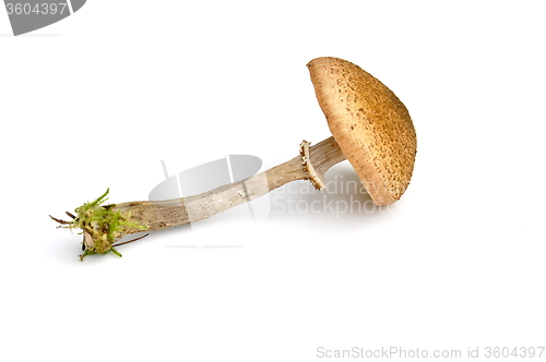 Image of Honey mushroom