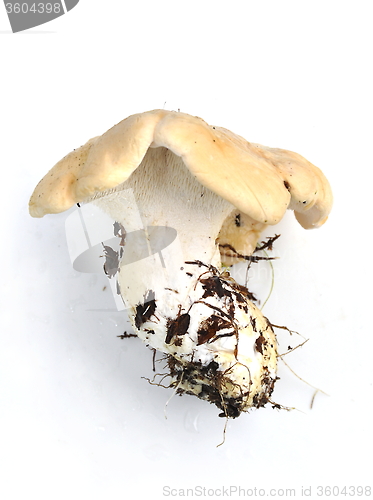 Image of Hedgehog mushroom