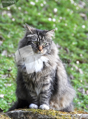 Image of Forest cat