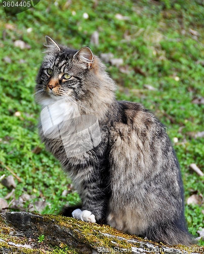 Image of Forest cat