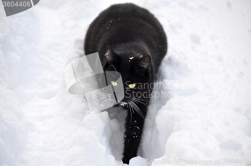 Image of black cat