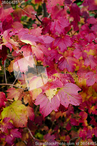 Image of Autumn Leaf with many color