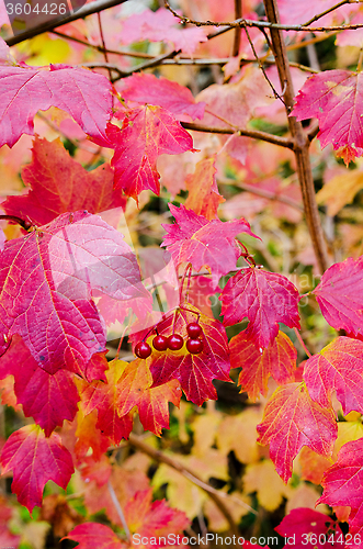 Image of Autumn leaf with red berry and many color