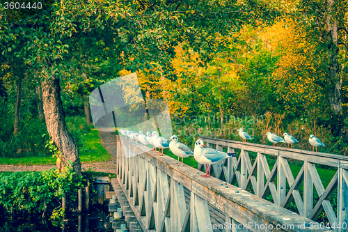 Image of Seaguls on a small bridge