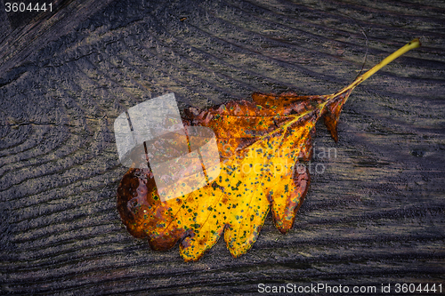 Image of Autumn leaf in yellow and brown color
