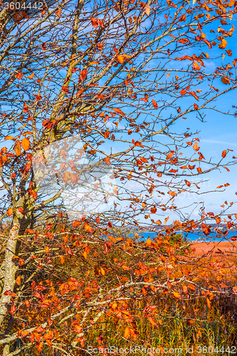 Image of Red leaves on a tree