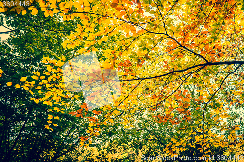 Image of Autumn leaves in the forest