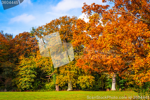 Image of Trees in autumn colors in a park