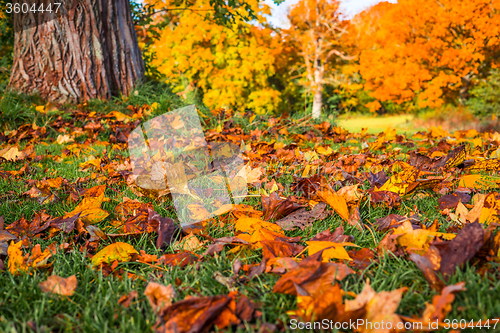 Image of Colorful autumn leaves in a park