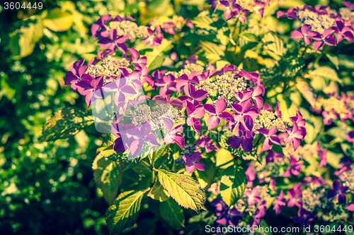 Image of Purple flowers in a green garden