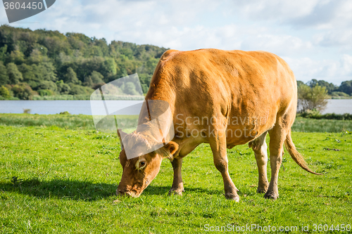 Image of Cow eating fresh green grass