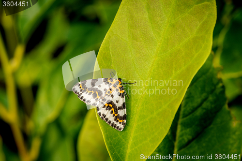 Image of Harlekin butterfly on a big green leaf
