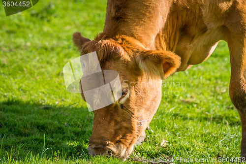 Image of Close-up of a grazing cow