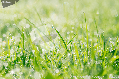 Image of Fresh grass with dew