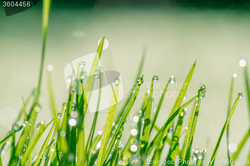 Image of Wet grass with dew