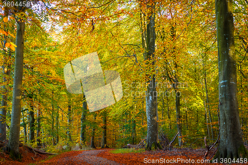 Image of Trees with warm colors in the fall