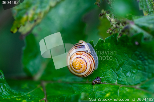 Image of Common snail on a green leaf