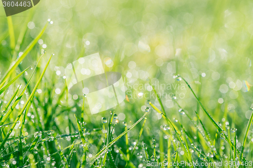 Image of Dew in green grass