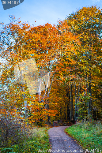 Image of Nature trail going into a forest