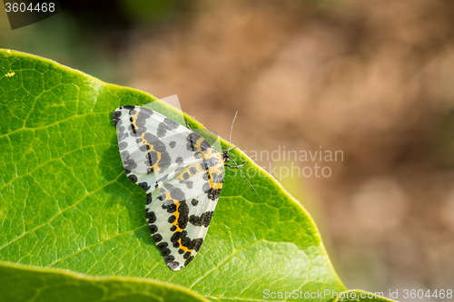 Image of Abraxas grossulariata butterfly sitting on a leaf