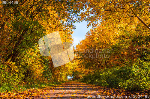 Image of Nature path in the autumn