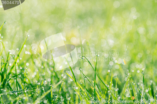 Image of Grass with droplets in the sun