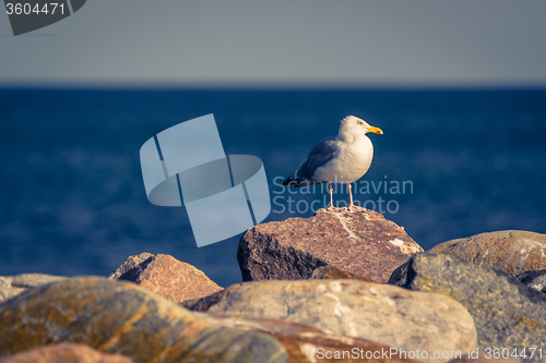 Image of Seagull standing on big stones