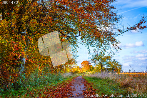 Image of Nature path in the fall