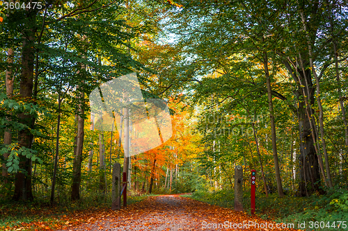 Image of Nature path in a danish forest at autumn
