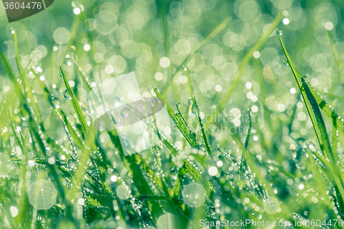 Image of Dew on green grass