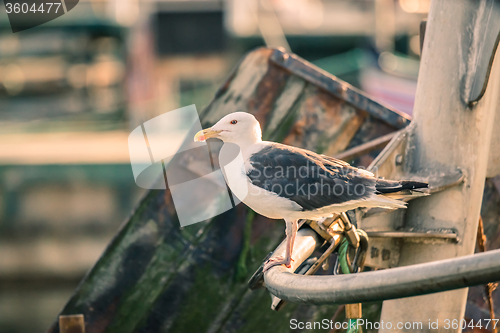 Image of Seagull on a boat