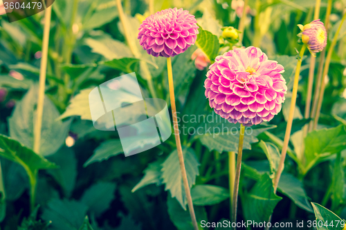 Image of Dahlia flowers in the garden