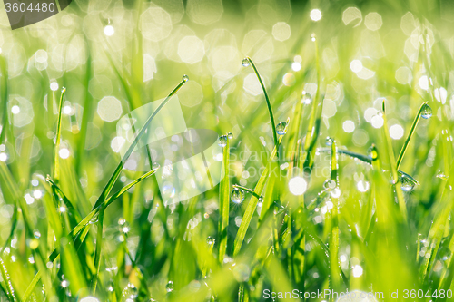 Image of Fresh grass with droplets