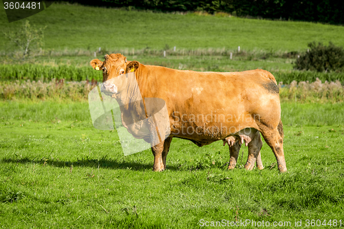 Image of Big cow standing on a field