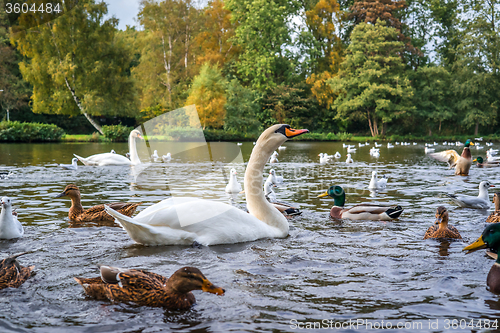 Image of Swans and ducks in the water