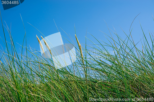 Image of Tall green grass on a blue sky