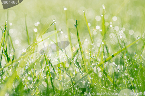 Image of Raindrops on fresh grass