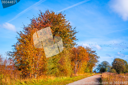Image of Path going through a autumn landscape