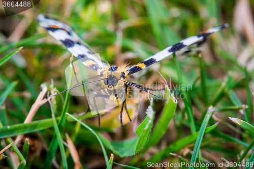 Image of Abraxas grossulariata butterfly flying over grass